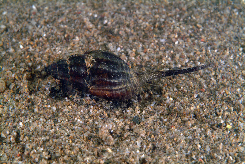 Nassarius nitidus